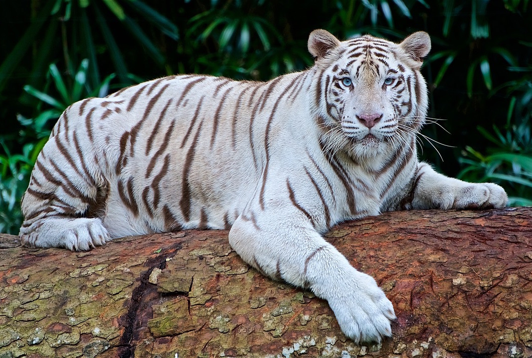 Temples and Tigers