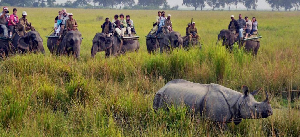 Indian Safari