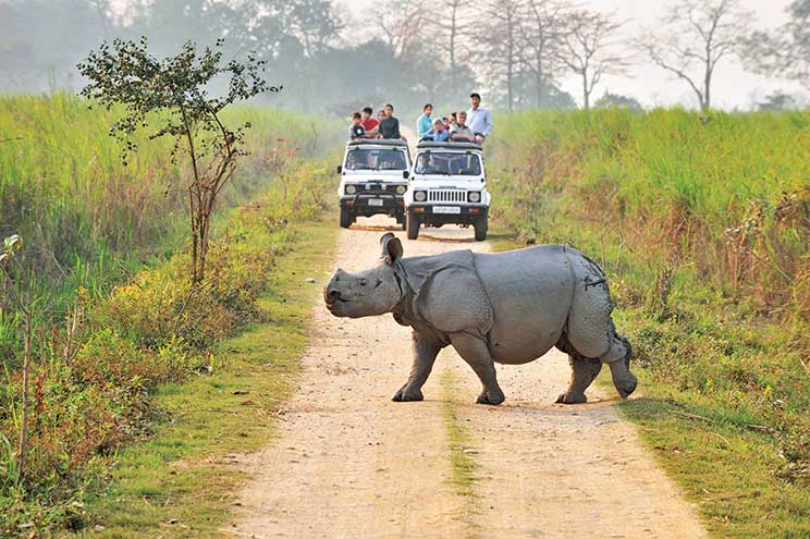 Wild Life in North India