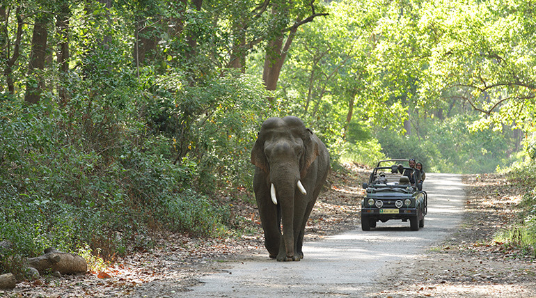 Uttaranchal with Wild Life